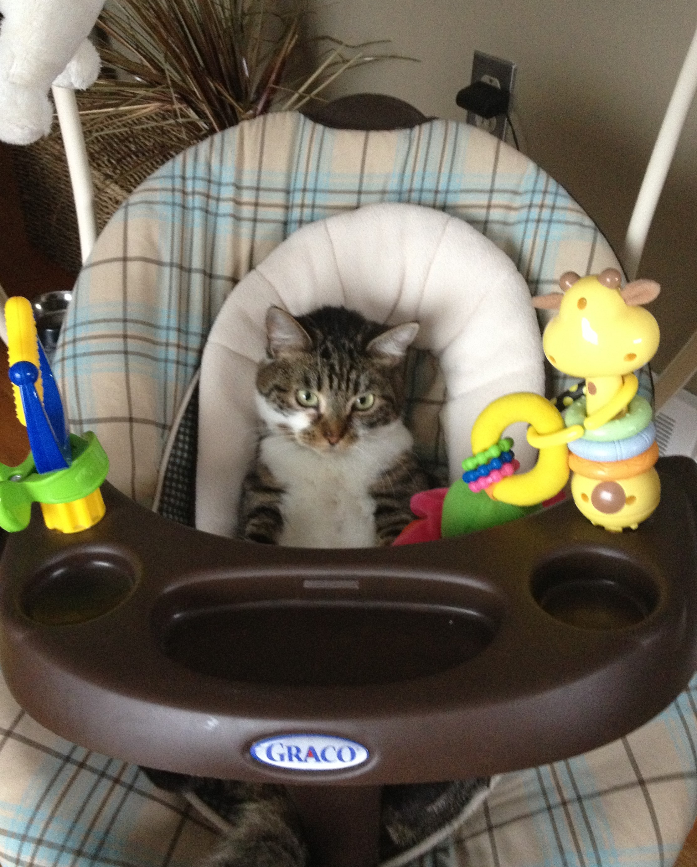 The safe use of essential oils with pets.