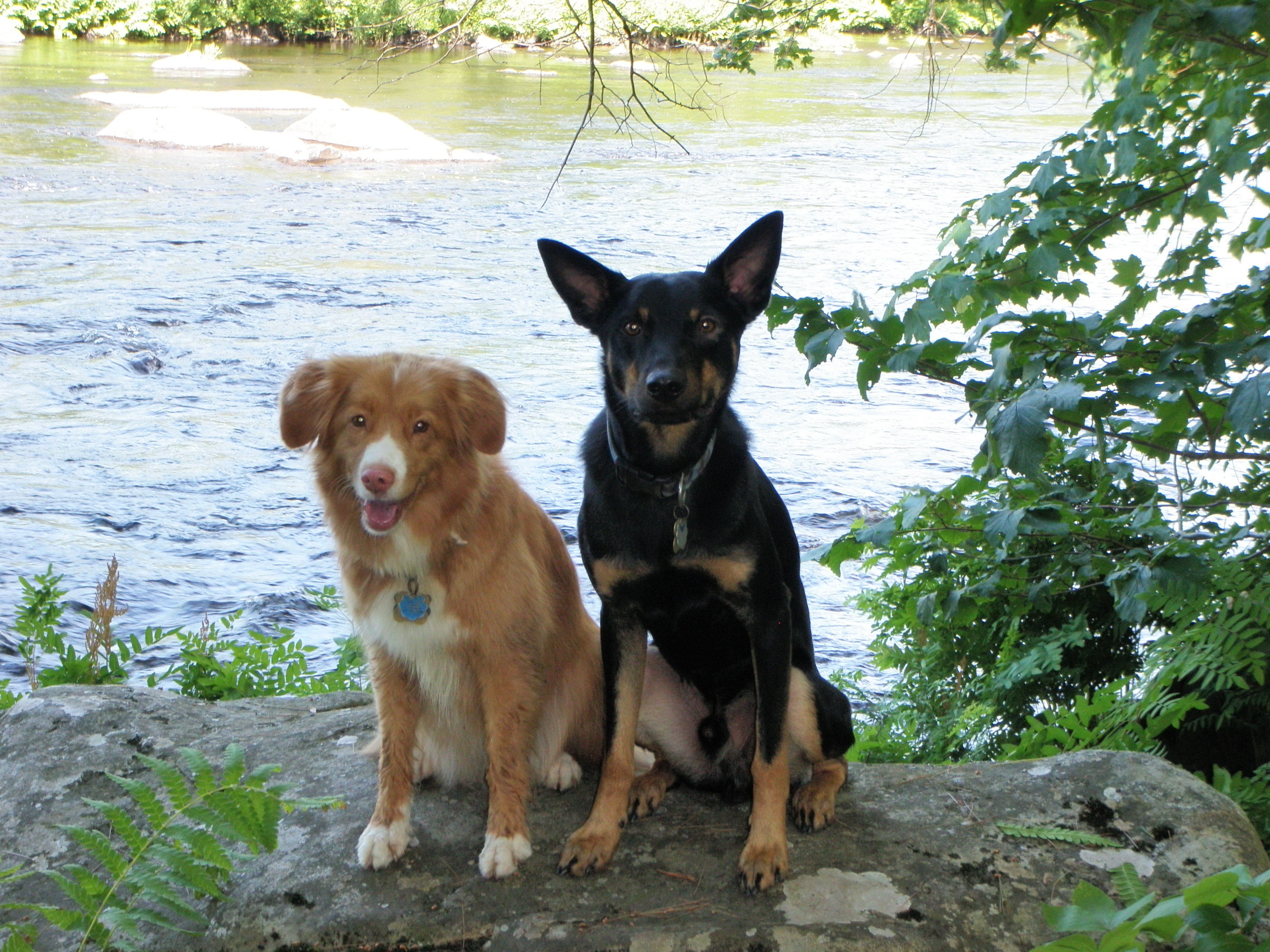 Pets outdoors together